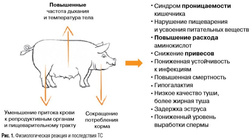 Температура у поросят